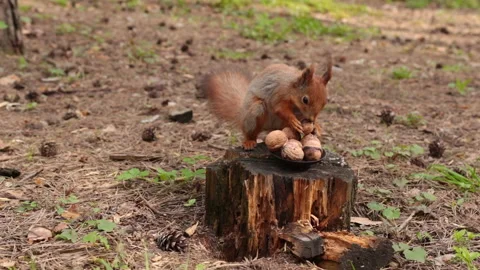 The squirrel jumps onto a tree stump and takes a nut from a small plate. Vídeos de archivo 153839606