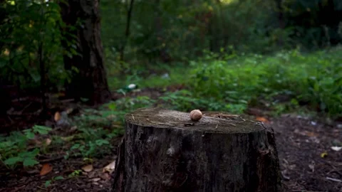 A squirrel jumps on a tree stump and takes a nut in its paws in an autumn park. Stock Footage 164469923