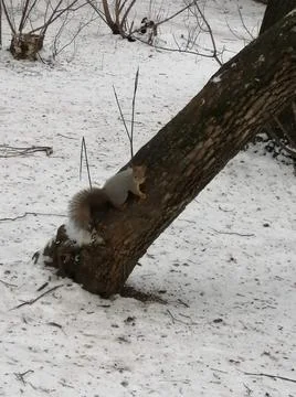 A squirrel jumps from tree to tree Stock Photos