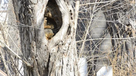 Squirrel in Knothole of tree Stock Footage 33821947