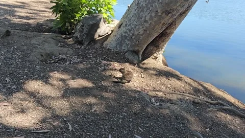 Squirrel, Lake,  Waters Edge, Calm, Peaceful Stock Footage 246872867