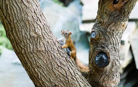 Squirrel on large angled tree branch Stock Photos