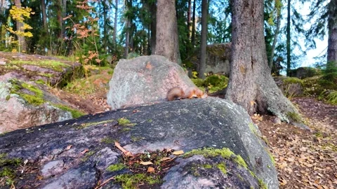 A squirrel on a large rock. Autumn, park, slowmotion 스톡 동영상 321368178