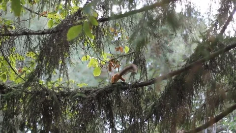 Squirrel (Latin Sciurus) Stock Footage 74632697