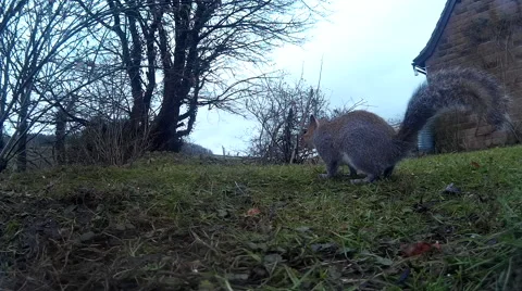 Squirrel on lawn 05 Video stock 47213024