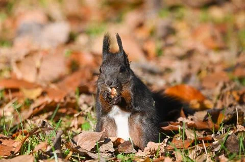 Squirrel on the lawn eating a nut Stock Photos