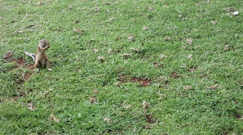 Squirrel on the Lawn Stock Footage 48631425