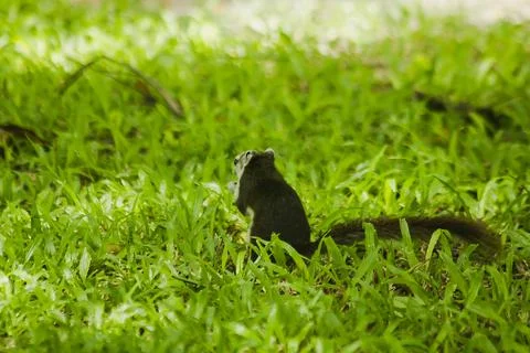 The squirrel is on the lawn in the park. 库存照片