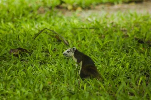 The squirrel is on the lawn in the park. Fotos de archivo