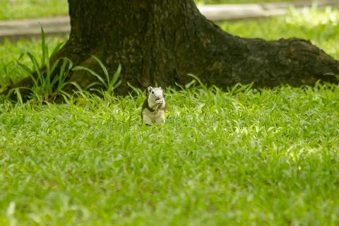 The squirrel is on the lawn in the park. Фото