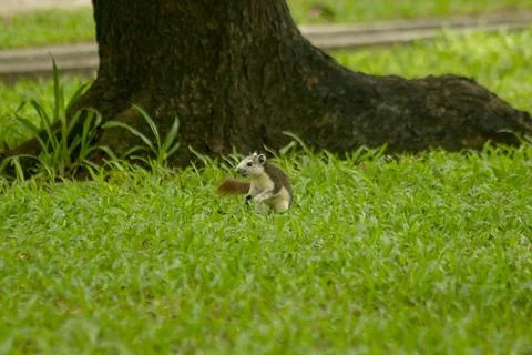 The squirrel is on the lawn in the park. Photos