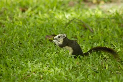 The squirrel is on the lawn in the park. Photos