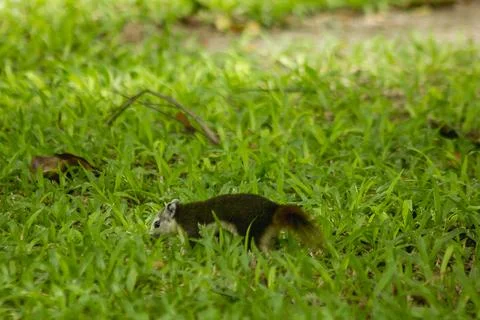 The squirrel is on the lawn in the park. Fotos de archivo
