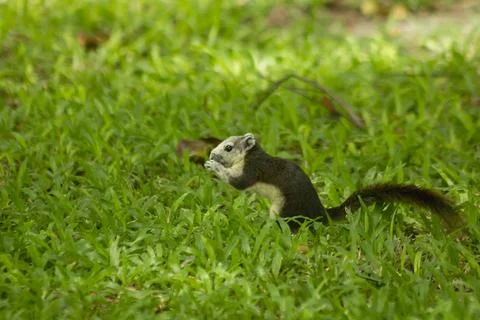 The squirrel is on the lawn in the park. Fotos de archivo