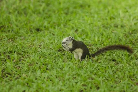 The squirrel is on the lawn in the park. Фото