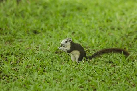 The squirrel is on the lawn in the park. Fotos Stock