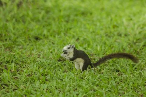 The squirrel is on the lawn in the park. Fotos de archivo