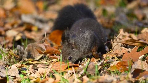 Squirrel on the lawn searching for nut Stock Photos