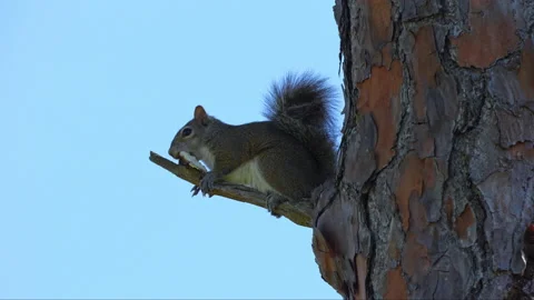SQUIRREL LAYING ON BRANCH TREE Stock Footage 228711051