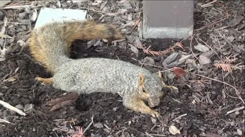 Squirrel Laying In Dirt Видео 12046202