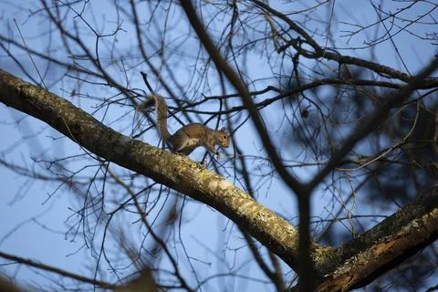 Squirrel Leaping Stock Photos