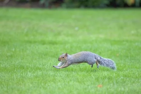 A squirrel leaps across the green grass Stock Photos