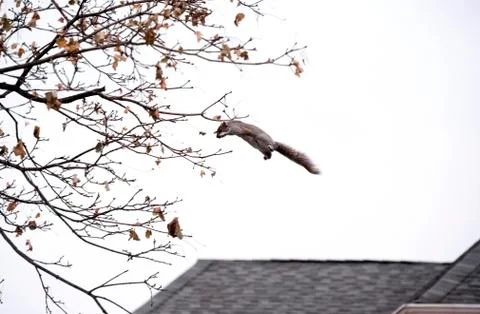 Squirrel leaps from rooftops to tree branches Stock Photos