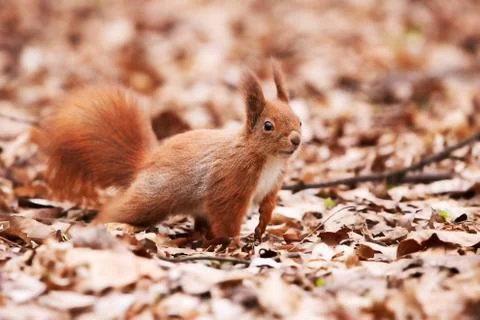 Squirrel on the leaves Stock Photos