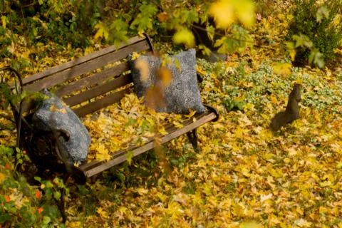Squirrel in the leaves Stock Photos