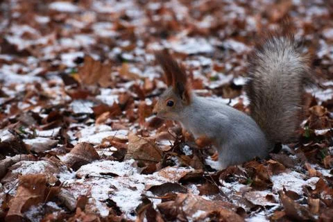 Squirrel on the leaves in the snow Stock Photos