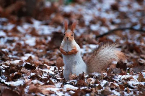 Squirrel on the leaves in the snow Stock Photos