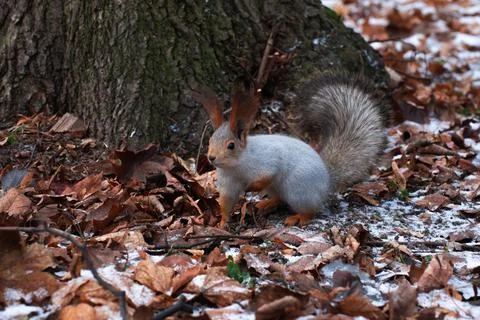 Squirrel on the leaves in the snow Stock Photos