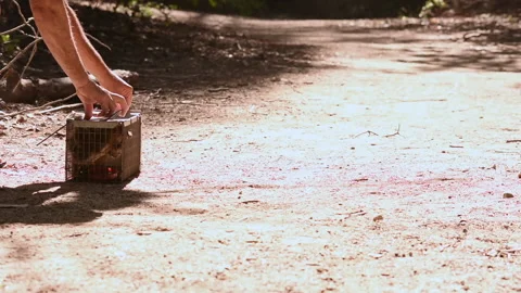 Squirrel Leaves Trap in the Dust When Released Stock Footage 140154787
