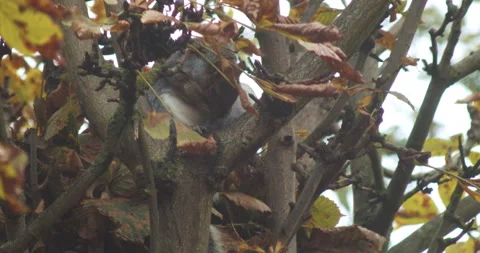 Squirrel leaving its nest Stock Footage 164896840