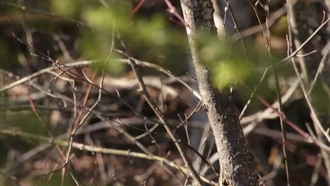 Squirrel Licking Sap off Tree Stock Footage 79589075