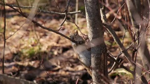 Squirrel Licking Sap off Twig Vídeo Stock 79590466