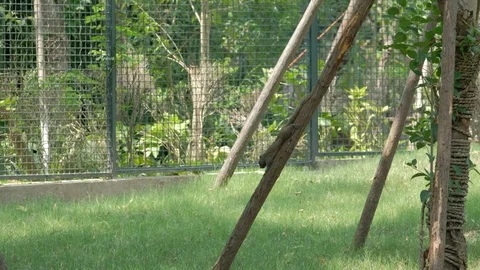 Squirrel licking the sun on the trunk Stock Footage 113830690