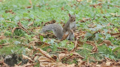Squirrel licks his paws for cleaning Video stock 119814994