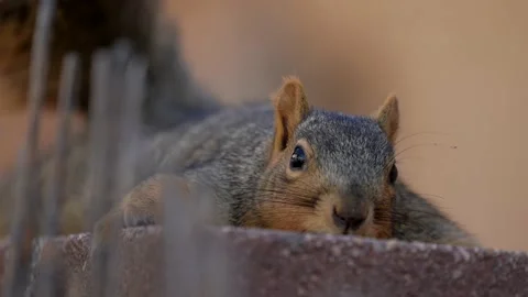 Squirrel lies down relaxing on brick wall slow motion Video stock 146249919