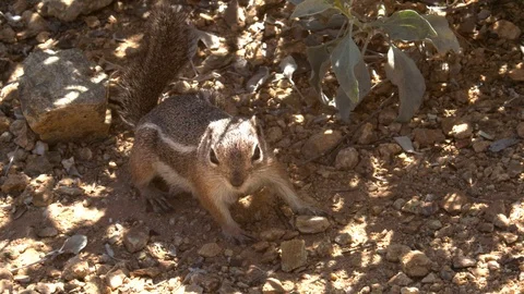Squirrel lies on ground in shade Stock-Footage 114850013