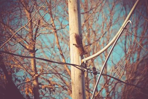 A squirrel in a light pole Foto stock