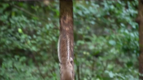 Squirrel at a local nature reserve Stock Footage 280061114