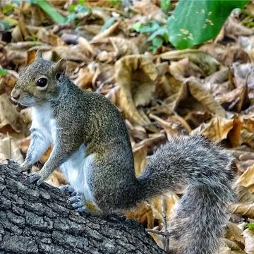 Squirrel on a log daytime Stock Photos