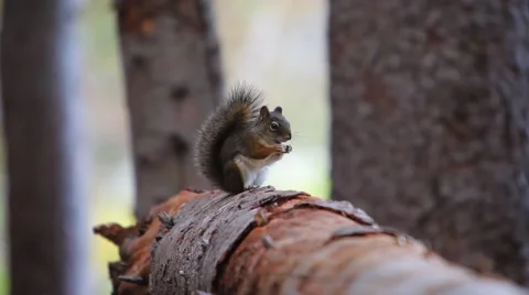 Squirrel on log eating acorn Stock Footage 55014240