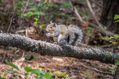 Squirrel on a log eating Stock Photos