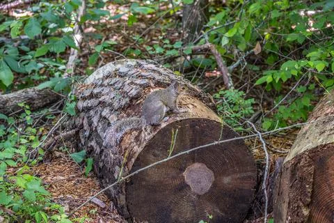 Squirrel on a log in the forest Stock Photos