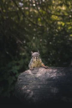 Squirrel on a log in the forest Stock Photos