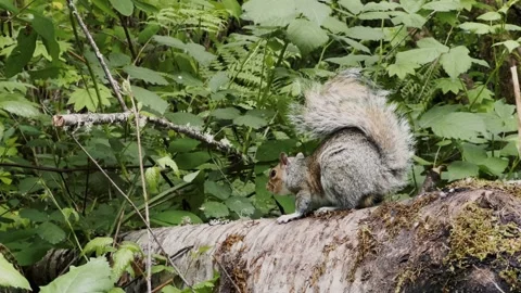Squirrel on log in green forest Stock Footage 336878409