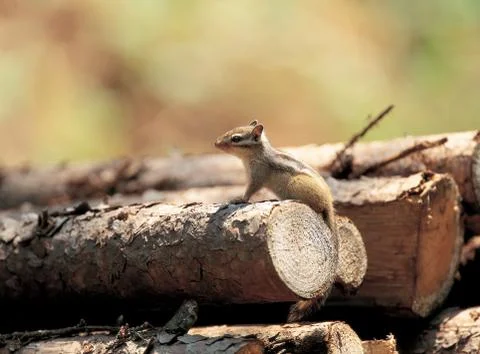 Squirrel on log Stock Photos