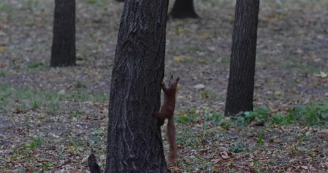 Squirrel with a long tail climbs a tree 動画素材 166738641